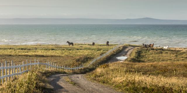 MathieuDupuis_SPM2021_Chevaux-0025.jpg